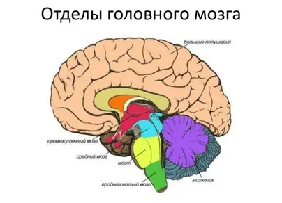 Строение головного мозга рисунок