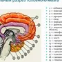 Строение головного мозга рисунок