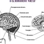 Строение головного мозга рисунок