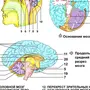 Строение Головного Мозга Рисунок