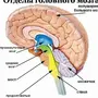 Строение Головного Мозга Рисунок