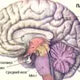 Строение головного мозга рисунок