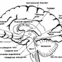 Строение головного мозга рисунок