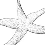 Морская Звезда Рисунок