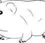 Морская свинка рисунок карандашом