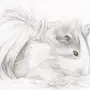 Морская свинка рисунок карандашом