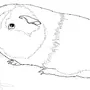Морская свинка рисунок