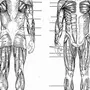 Мышцы человека рисунок