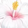 Нарисованный цветок на белом фоне