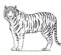 Амурский тигр рисунок