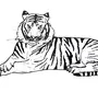 Амурский Тигр Рисунок