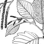 Веточка лиственного дерева рисунок