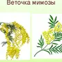 Как нарисовать веточку мимозы