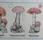 Как легко нарисовать гриб