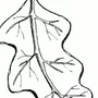 Как нарисовать дубовый лист