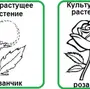 Культурное растение рисунок