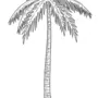 Нарисовать пальму