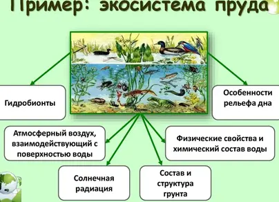 Нарисовать природное сообщество 5 класс биология
