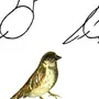 Как нарисовать птицу 1 класс