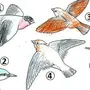 Как Нарисовать Птицу 1 Класс