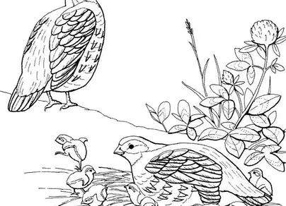 Рисунок к рассказу капалуха