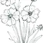 Как нарисовать цветок василек
