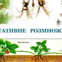 Вегетативное Размножение Рисунок