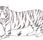 Нарисовать Тигра