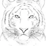Как нарисовать тигренка легко