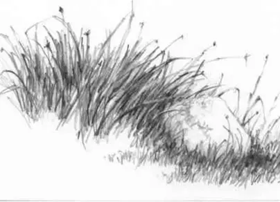 Нарисовать траву карандашом