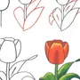 Как легко нарисовать тюльпан