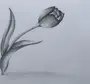 Как легко нарисовать тюльпан