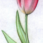 Тюльпаны рисунок карандашом легкий