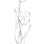 Тюльпаны рисунок карандашом легкий