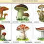 Ядовитые грибы рисунки