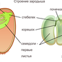 Категория Тени