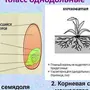 Однодольные и двудольные растения рисунок