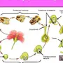 Оплодотворение цветкового растения рисунок 6 класс