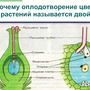 Оплодотворение Цветкового Растения Рисунок 6 Класс