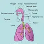 Дыхательная Система Рисунок