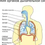 Дыхательная система рисунок