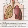 Дыхательная система рисунок