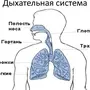 Дыхательная система рисунок