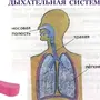 Дыхательная система рисунок