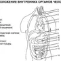 Органы человека рисунок