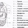 Органы человека рисунок