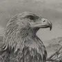 Голова орла рисунок