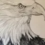 Голова орла рисунок