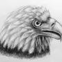 Орел рисунок карандашом