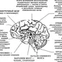 Строение Головного Мозга Рисунок 8 Класс